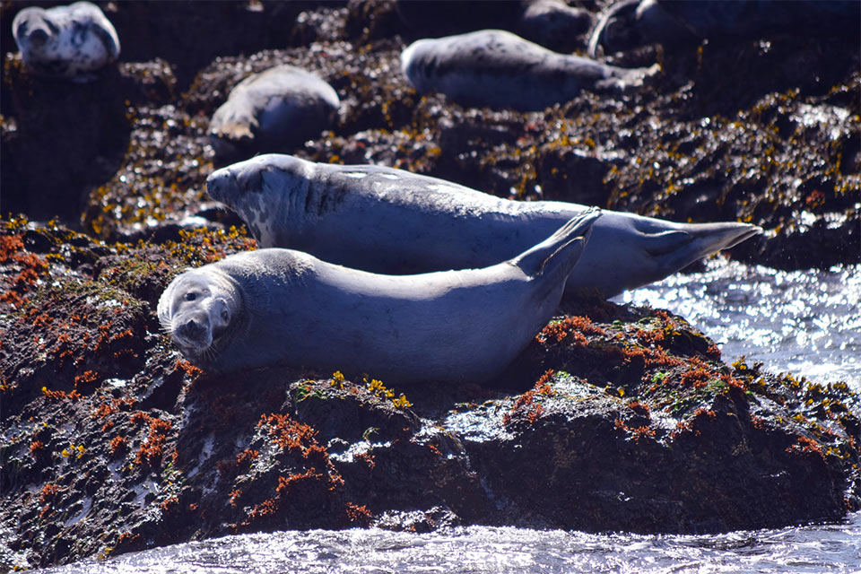 Seals on the rocks, sea breeze in your hair – coastal magic, Northumberland style.